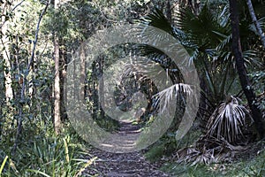 Bushwalking Track in the Royal National Park photo