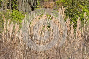 Bushy Bluestem Grass, Bushy Beardgrass