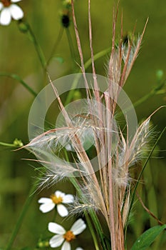 Bushy Broom Grass   606270