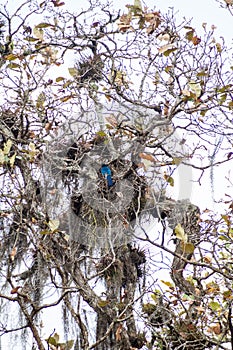 Bushy-crested jay Cyanocorax melanocyaneus in Protected Area Miraflor, Nicarag