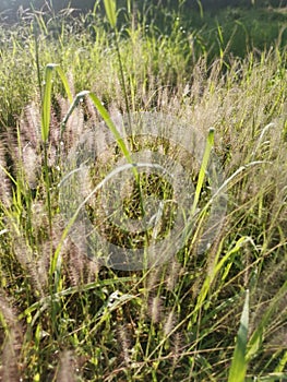 bushy dwarf fountain grass in the meadow.