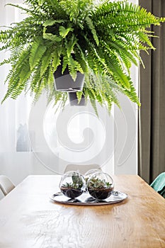 Bushy fern over a table