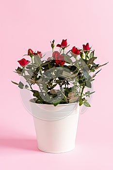 Bushy indoor roses in a white pot. Growing and selling decorative miniature flowers