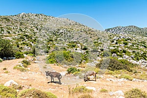 Bushy landscape with donkeys on the Bozburun Peninsula in Mugla province of Turkey