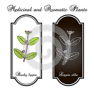 Bushy lippia, or hierba negra, pitiona, Lippia alba , medicinal plant photo