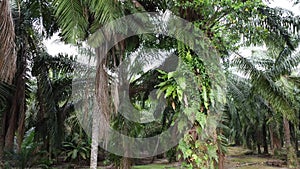 Bushy overgrowth plants growing on oil palm trunk