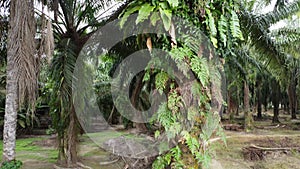 Bushy overgrowth plants growing on oil palm trunk