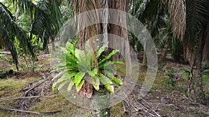 Bushy overgrowth plants growing on oil palm trunk