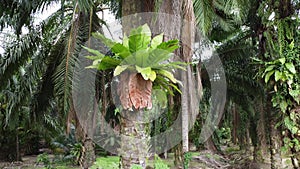Bushy overgrowth plants growing on oil palm trunk