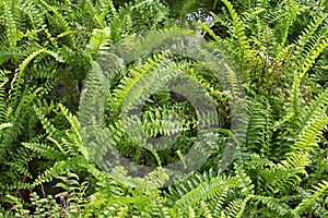 Bushy potty Boston fern plant