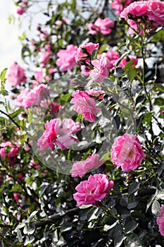 Bushy rose, with pink flowers photo