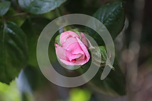 A bushy roses. Green background. Pink petals. Close-up photo. Directly above.