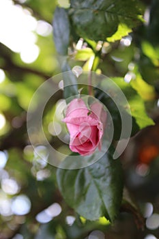 A bushy roses. Green background. Pink petals. Close-up photo. Directly above.