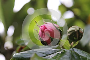 A bushy roses. Rosebuds are surrounded by green leaves. Macro photo. Daylight.