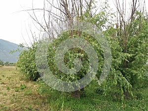 bushy salix viminalis leafy tree in the meadow.