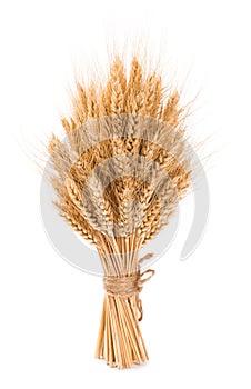Bushy sheaf of wheat isolated on white background photo