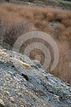 bushy Slope in Winter rest