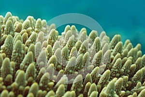 BUSHY STAGHORN CORAL