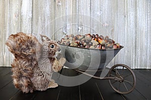 A bushy tail squirrel facing a wheelbarrow filled with acorns