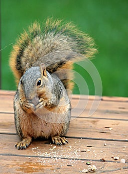 Bushy Tailed Squirrel Eating photo