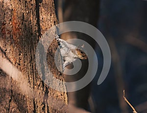 Bushy-tailed squirrel scurrying up the side of a 
tree trunk in a forest