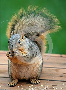 Bushy Tailed Tree Squirrel photo