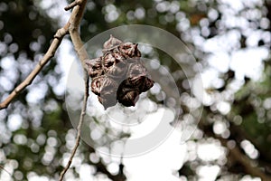 Bushy yate (Eucalyptus lehmannii) fruits on a tree : (pix Sanjiv Shukla) photo