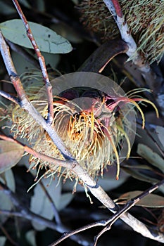 Bushy yate (Eucalyptus lehmannii) fruits with stamens still attached : (pix Sanjiv Shukla) photo
