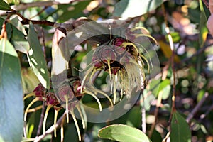 Bushy yate (Eucalyptus lehmannii) fruits with stamens still attached : (pix Sanjiv Shukla) photo