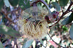 Bushy yate (Eucalyptus lehmannii) fruits with stamens still attached : (pix Sanjiv Shukla) photo