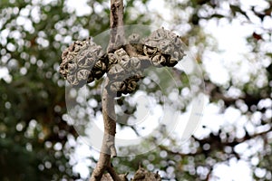Bushy yate (Eucalyptus lehmannii) fruits on a tree : (pix Sanjiv Shukla) photo