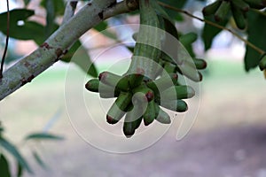 Bushy yate (Eucalyptus lehmannii) immature flower buds on a tree : (pix Sanjiv Shukla) photo