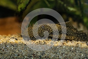 Bushymouth catfish - Ancistrus dolichopterus photo