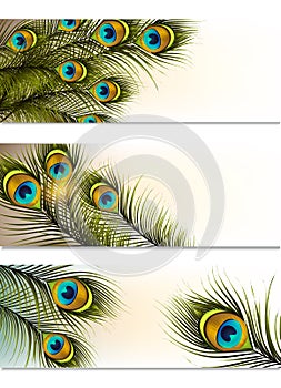 Business cards vector set with peacock ferns