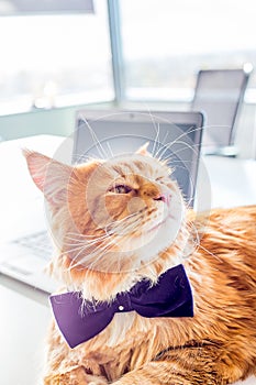 Business Cat in His Office wearing Butterfly Tie