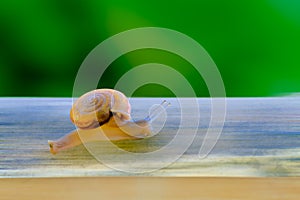 Business competition requires quicktime concept. Snail high speeds
