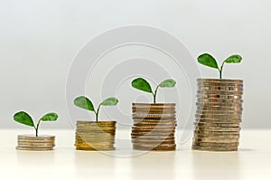 Business concept of financial growth and coin savings. Future investment planning and retirement. Trees stacked on coins