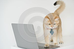 business concept with gold brittish cat costume with necktie and use laptop