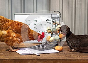 Business concept, hens meeting discussing egg production, accounts, pay raise, promotion and tax