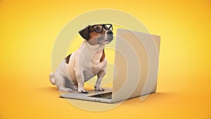 Business concept pet dog using laptop computer.