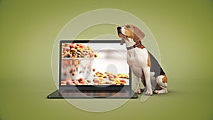 Business concept pet dog using laptop computer.