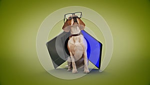 Business concept pet dog using laptop computer.