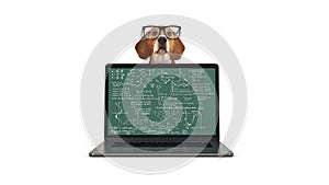 Business concept pet dog using laptop computer.