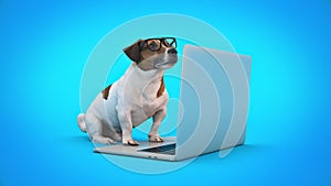 Business concept pet dog using laptop computer.