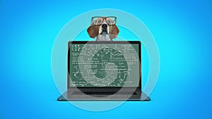 Business concept pet dog using laptop computer.