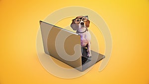 Business concept pet dog using laptop computer.