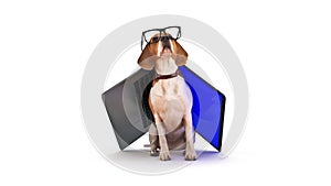 Business concept pet dog using laptop computer.