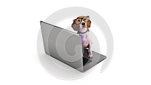 Business concept pet dog using laptop computer.