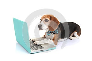 Business concept pet dog using laptop computer photo