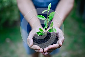 Business development to success and growing growth concept,man hand with a growing tree Concept of growth